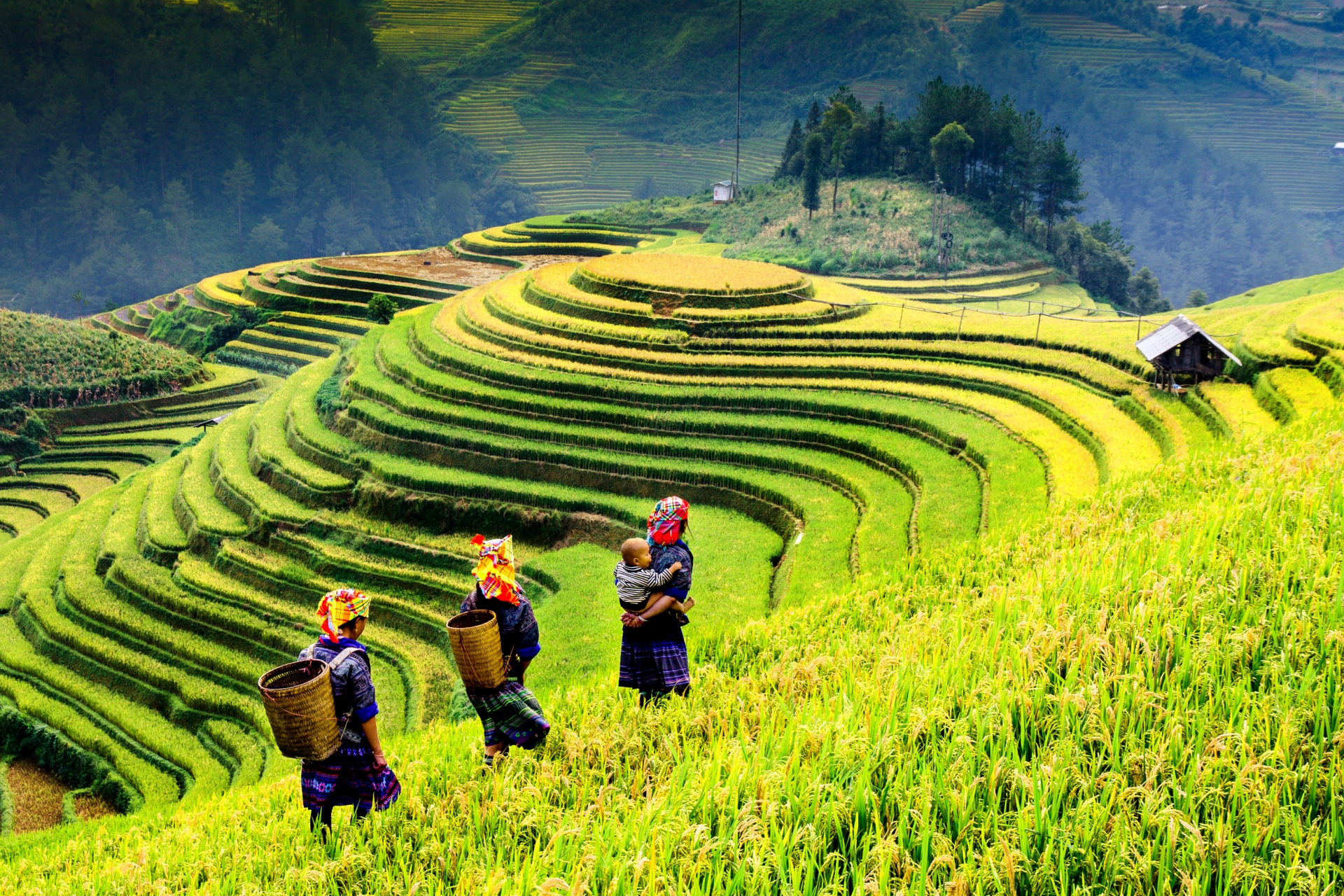 Fugue au Nord-Ouest Enchanteur : Mù Căng Chải – Tủa Chùa – Điện Biên Phủ